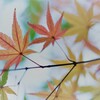 紅葉~2020~その14