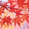 秋日和(トリミング)