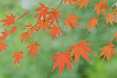 紅葉~2020~その20