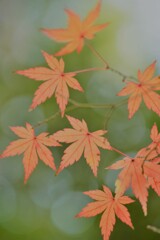 紅葉~2020~その1