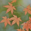 紅葉~2020~その1
