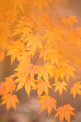 紅葉~2020~その10