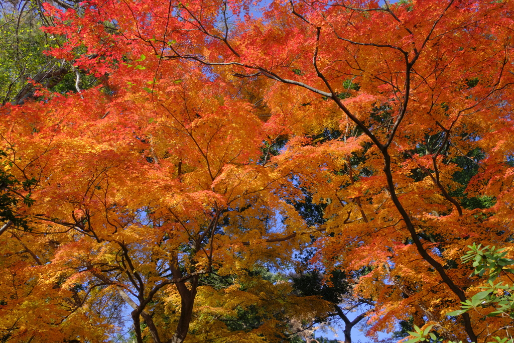 紅葉~2020~その21