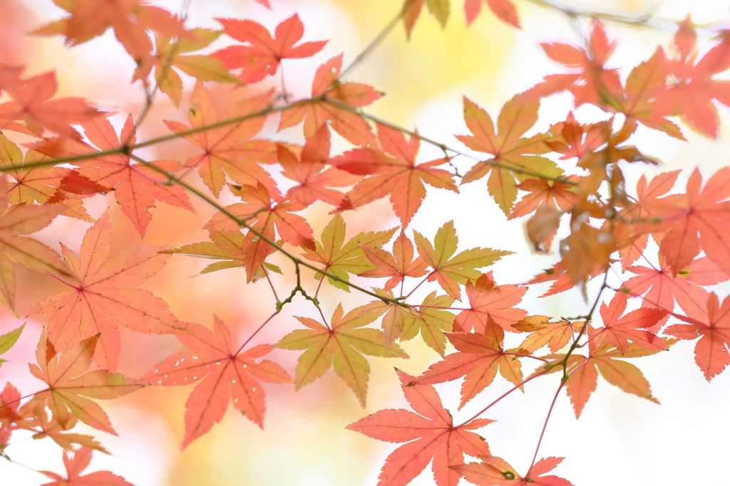 2018紅葉③