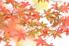 2018紅葉③