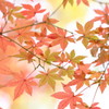 2018紅葉③