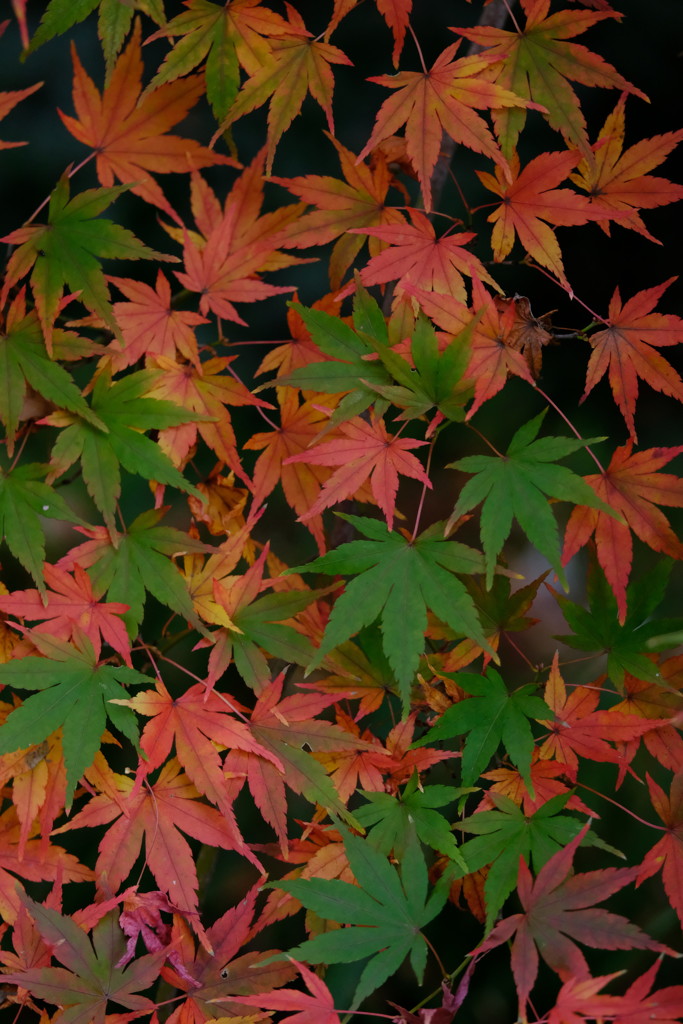 2018紅葉②