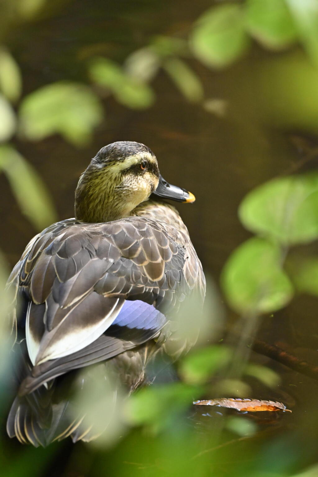 つぶらな瞳の先に…