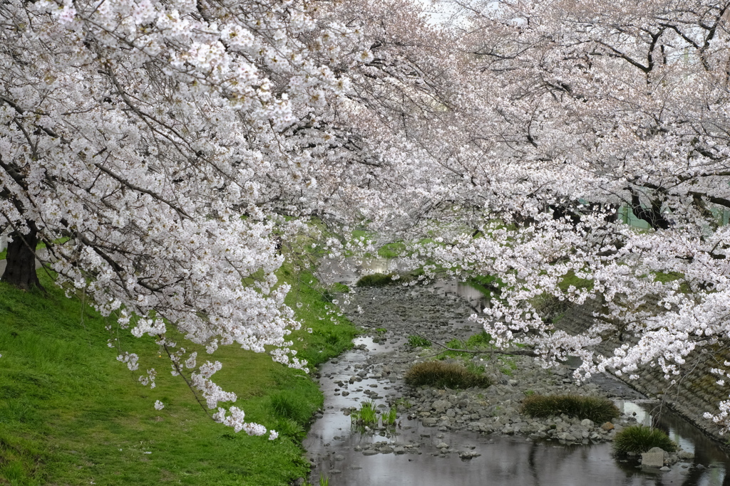 春の花~2021~その3