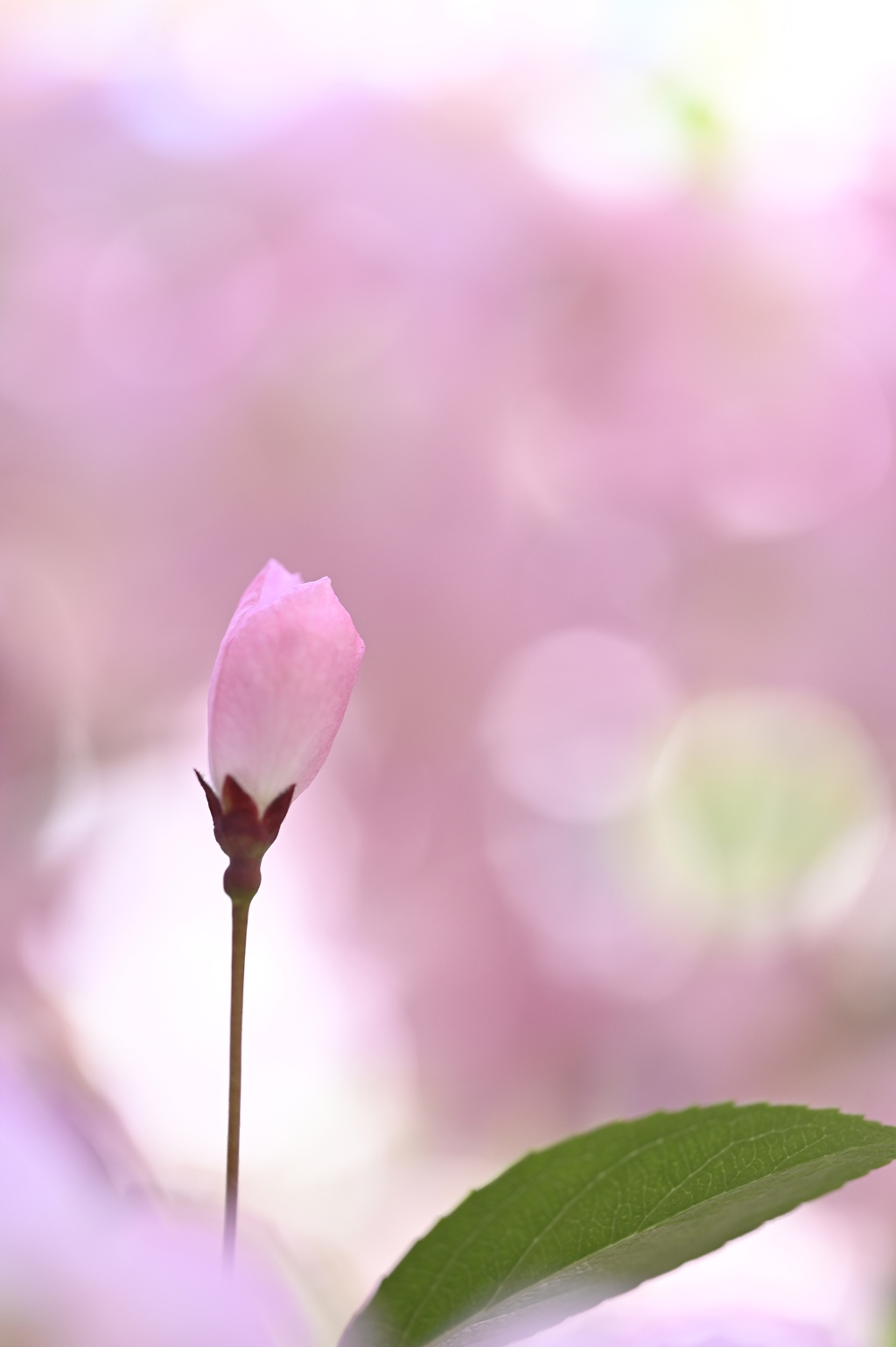 春の陽に包まれて