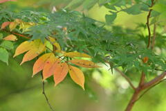 季節のうつろい