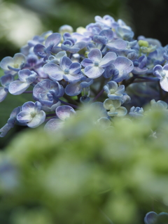 紫陽花の季節③