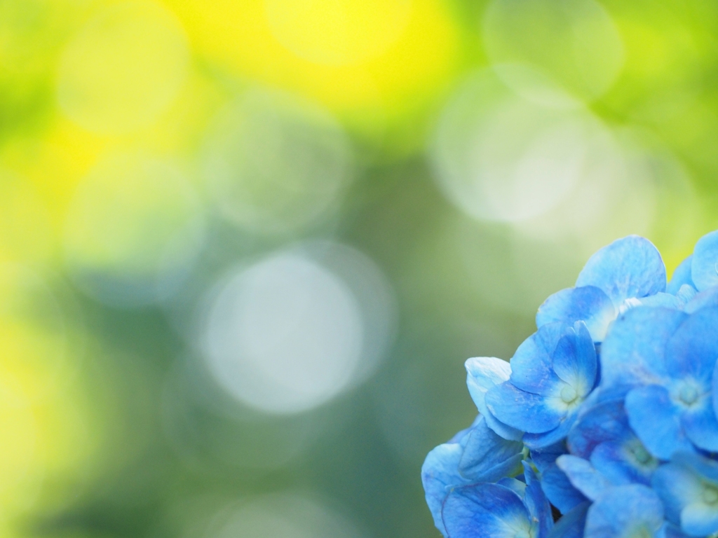 梅雨色~紫陽花②～