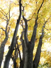 大樹の黄葉