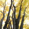 大樹の黄葉