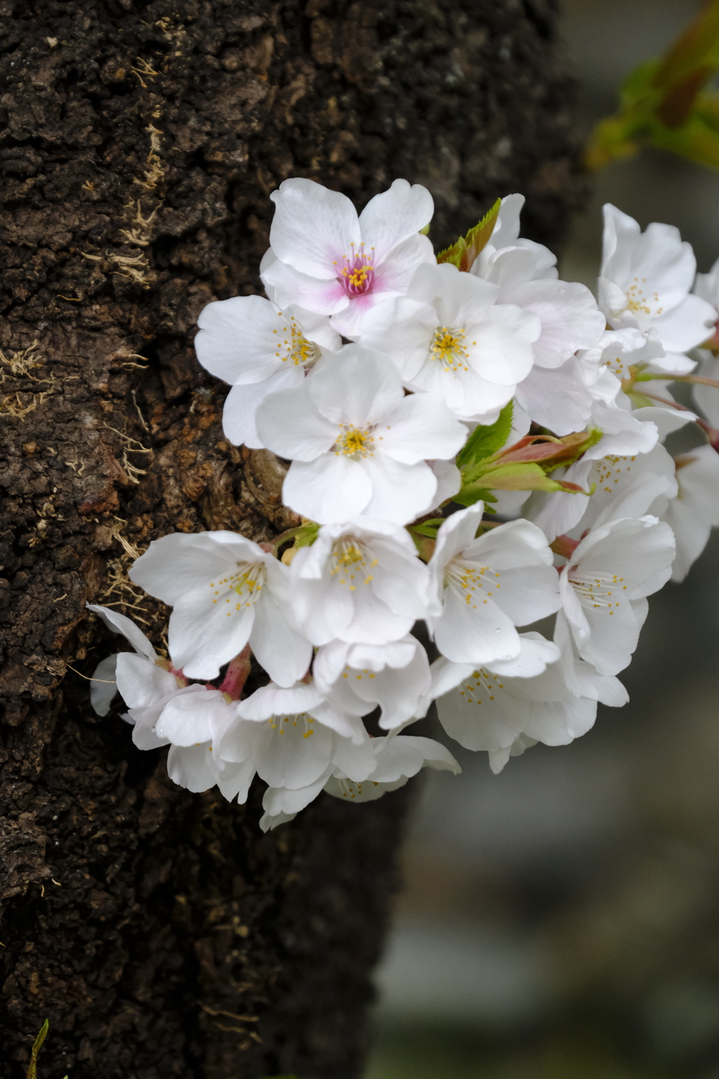 春の花~2021~その1