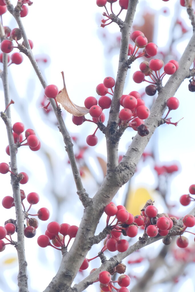 枯れ葉を受け止める