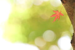 晩秋の陽に包まれて