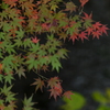 紅葉~2020~その15