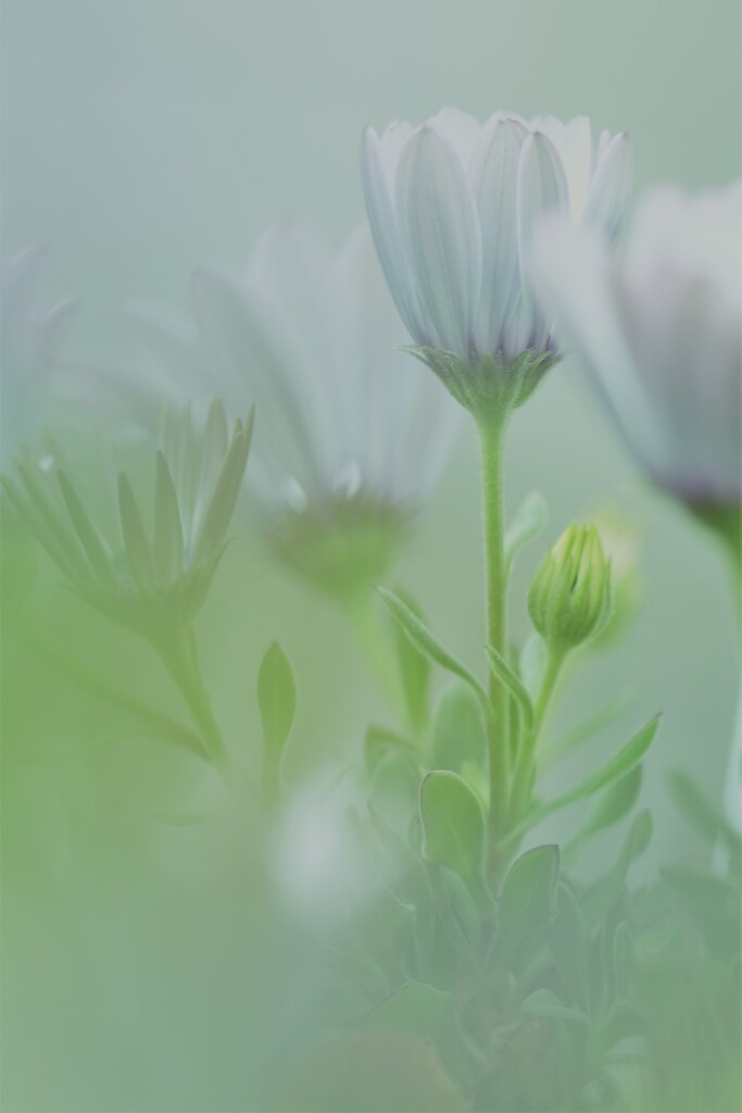 春の花~2021~その6