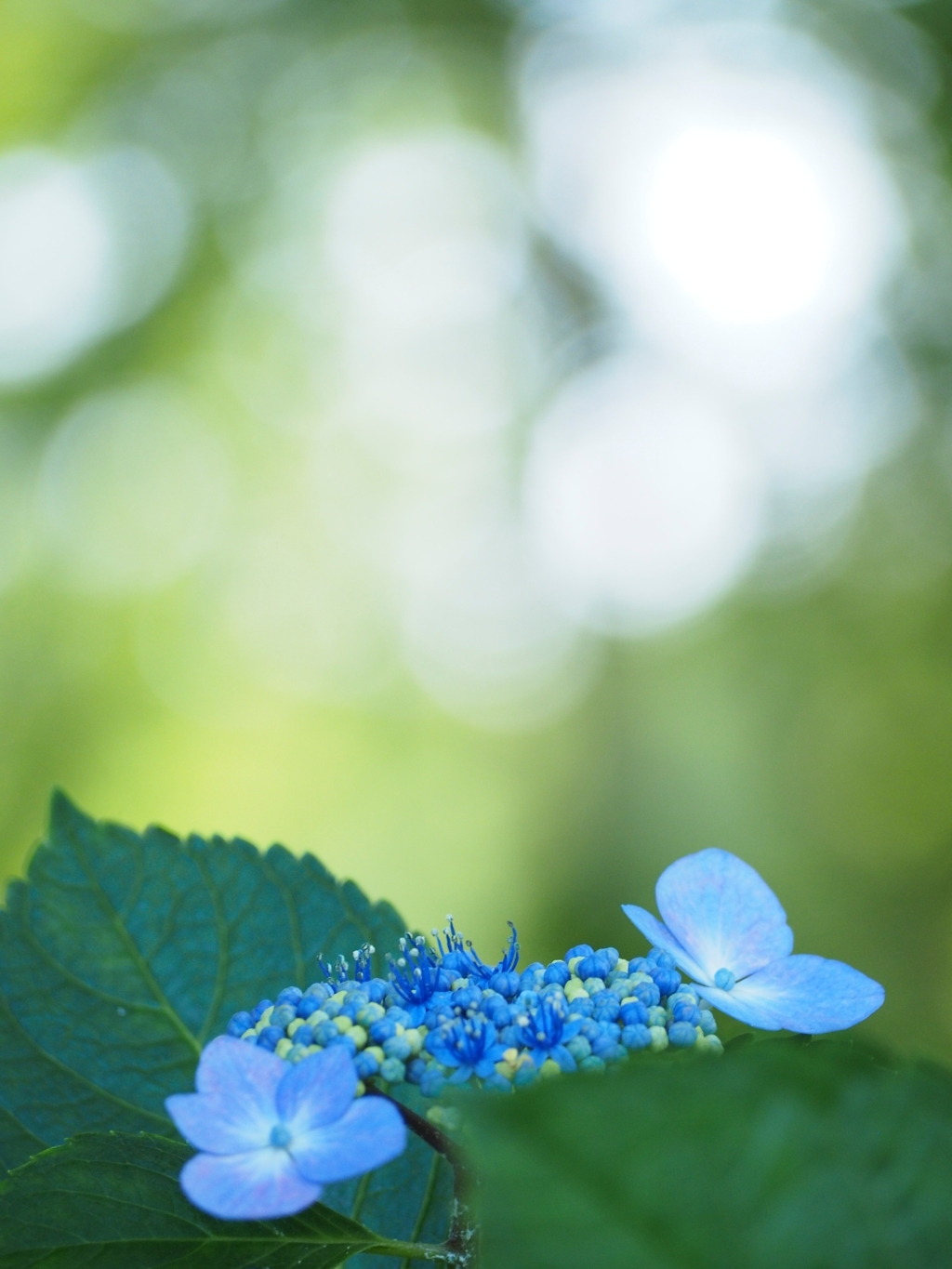 梅雨色~紫陽花④～