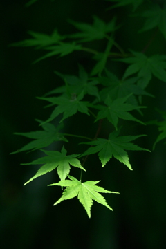 寸光