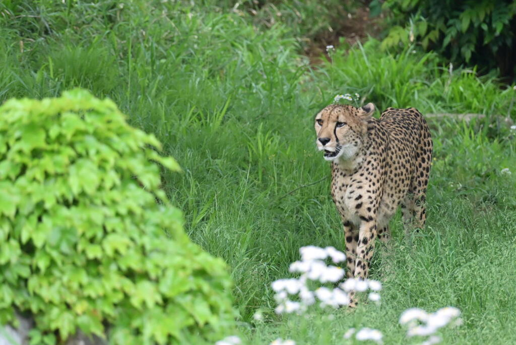 チーター