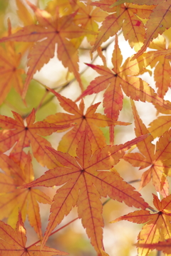 秋、折り重なる