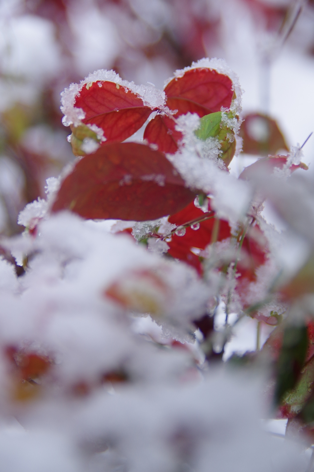 雪化粧