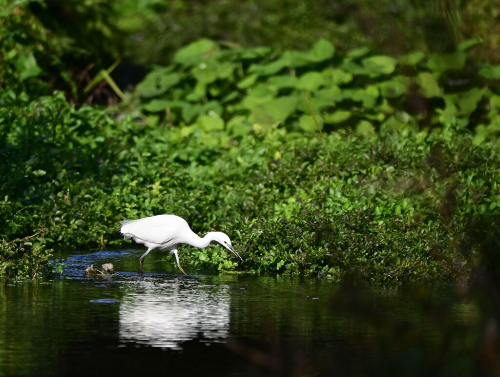 ターゲット、ロックオン