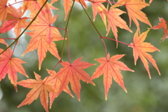 紅葉~2020~その19