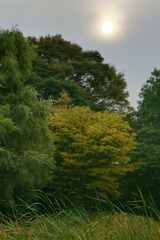 秋景を照らす朧太陽