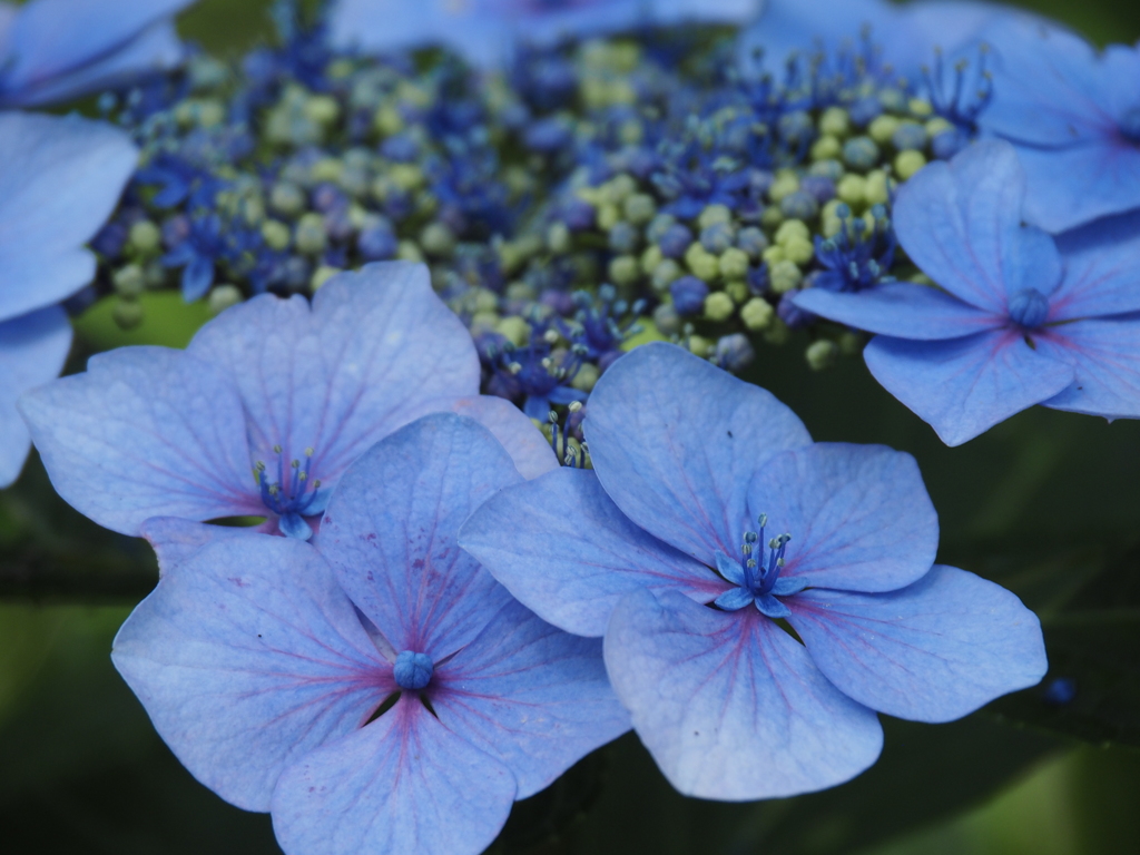 紫陽花の季節②