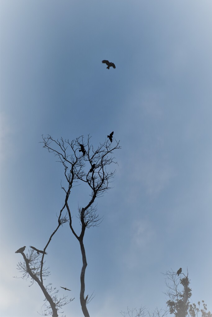 空高く