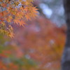 2018紅葉⑩
