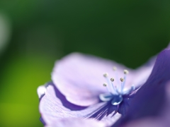 梅雨色~紫陽花⑤～