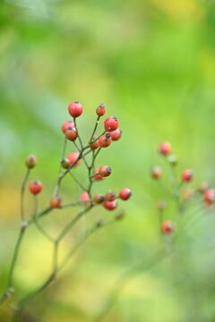 ローズヒップ