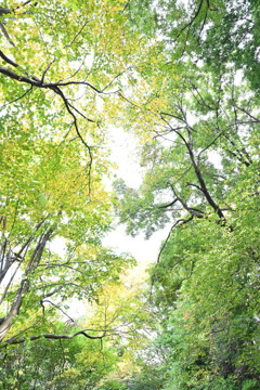 森を見上げれば…