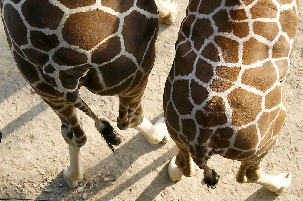 giraffe