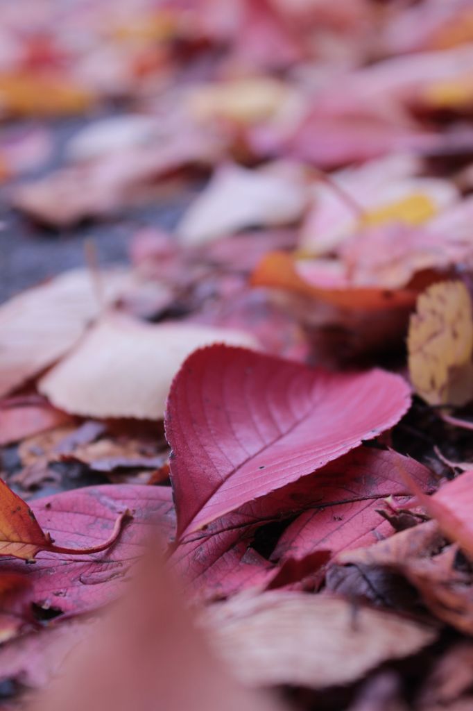 桜の落ち葉