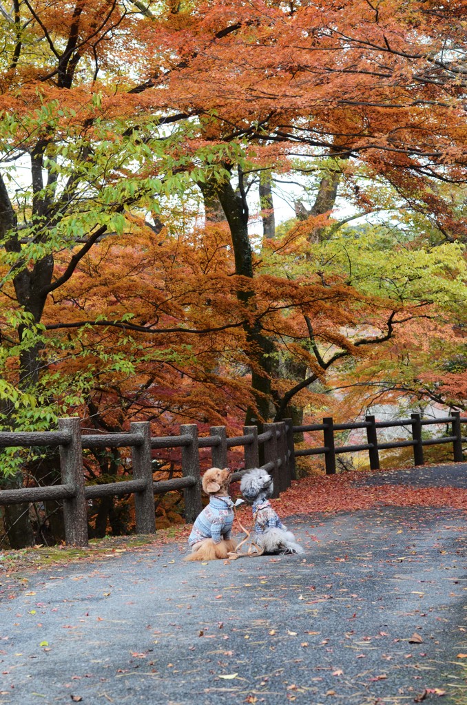 養老の滝