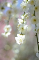 なばなの里　梅の花　・ホワイト