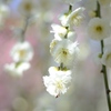 なばなの里　梅の花　・ホワイト