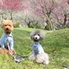 員弁梅林公園　ワンズの花見　no4