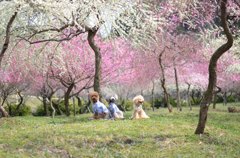 員弁梅林公園　ワンズの花見　no2