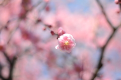 なばなの里　梅の花　ももいろ