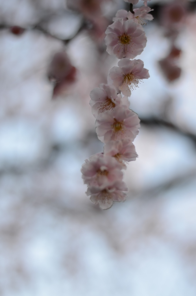 なばなの里　梅の花　スケルトン