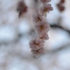 なばなの里　梅の花　スケルトン