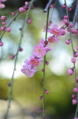 なばなの里　梅の花　ピンク