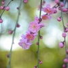 なばなの里　梅の花　ピンク